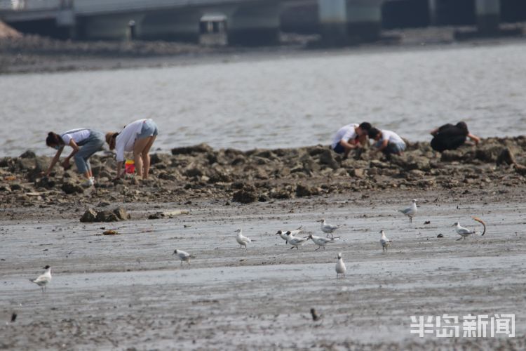 红嘴鸥|青岛沧口海滩：馋嘴红嘴鸥 傍上赶海人