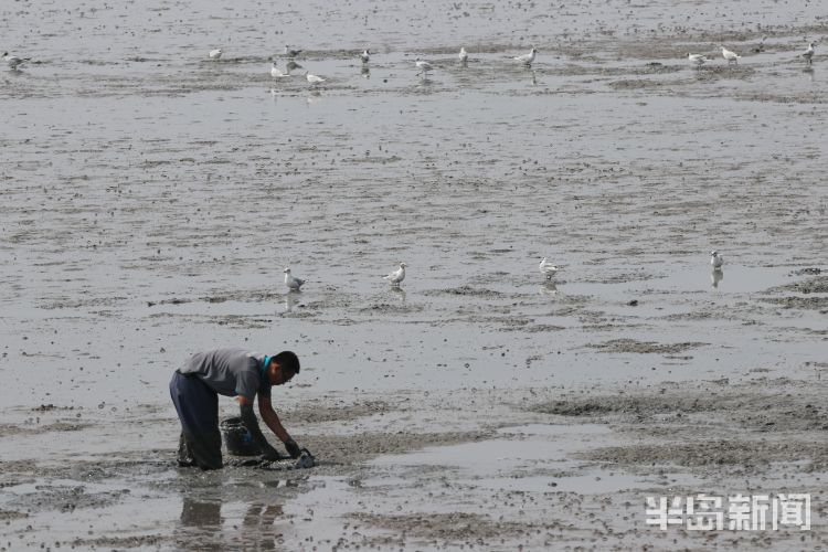 红嘴鸥|青岛沧口海滩：馋嘴红嘴鸥 傍上赶海人