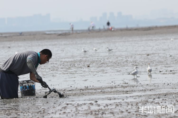 红嘴鸥|青岛沧口海滩：馋嘴红嘴鸥 傍上赶海人