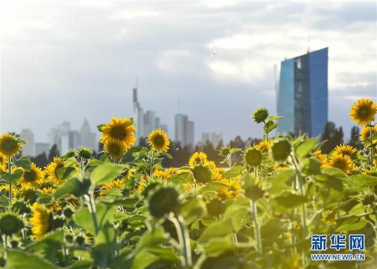 向日葵|德国法兰克福：浪漫向日葵