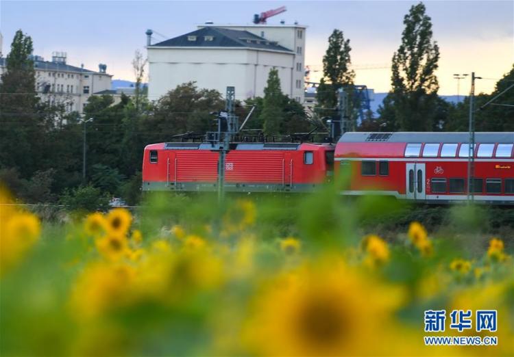 向日葵|德国法兰克福：浪漫向日葵