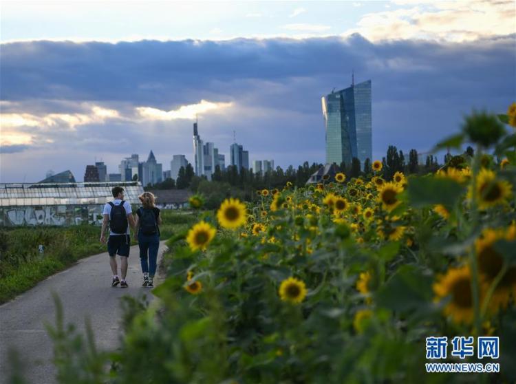 向日葵|德国法兰克福：浪漫向日葵