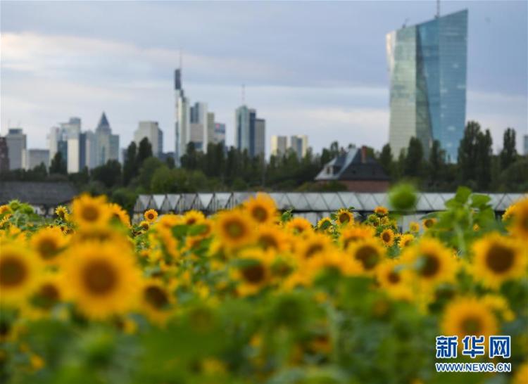 向日葵|德国法兰克福：浪漫向日葵