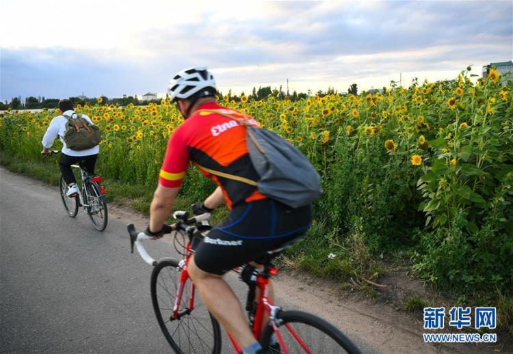 向日葵|德国法兰克福：浪漫向日葵