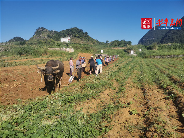 |小紅薯 能致富——貴州紫云紅心紅薯助力農戶脫貧