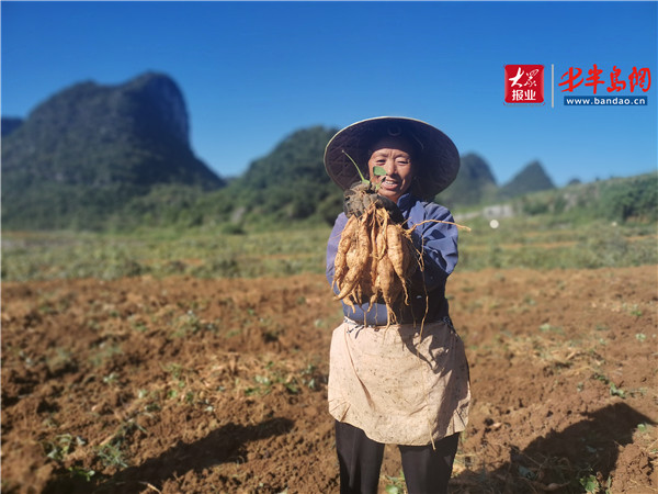 |小紅薯 能致富——貴州紫云紅心紅薯助力農戶脫貧