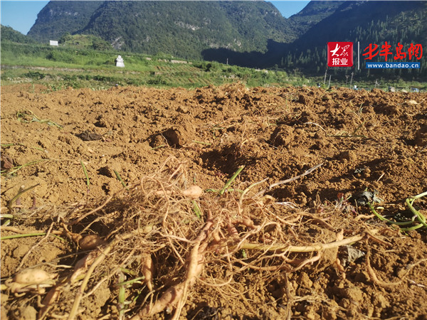 |小紅薯 能致富——貴州紫云紅心紅薯助力農戶脫貧