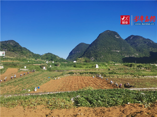 |小紅薯 能致富——貴州紫云紅心紅薯助力農戶脫貧