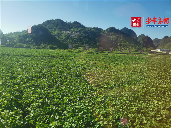 |小紅薯 能致富——貴州紫云紅心紅薯助力農戶脫貧