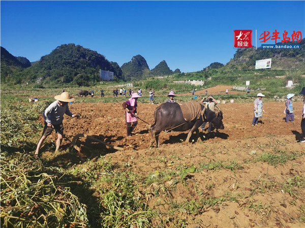 |小紅薯 能致富——貴州紫云紅心紅薯助力農戶脫貧
