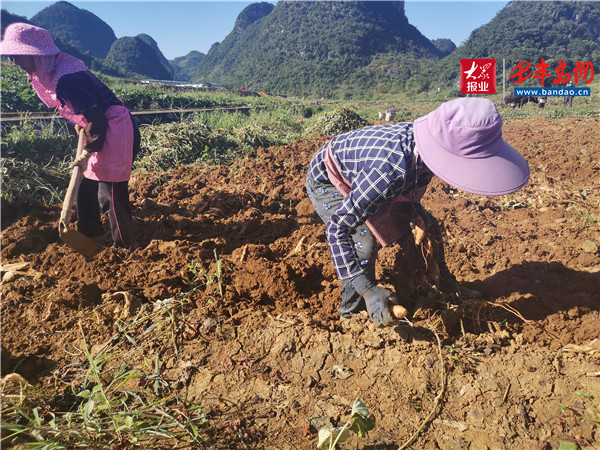 |小紅薯 能致富——貴州紫云紅心紅薯助力農戶脫貧