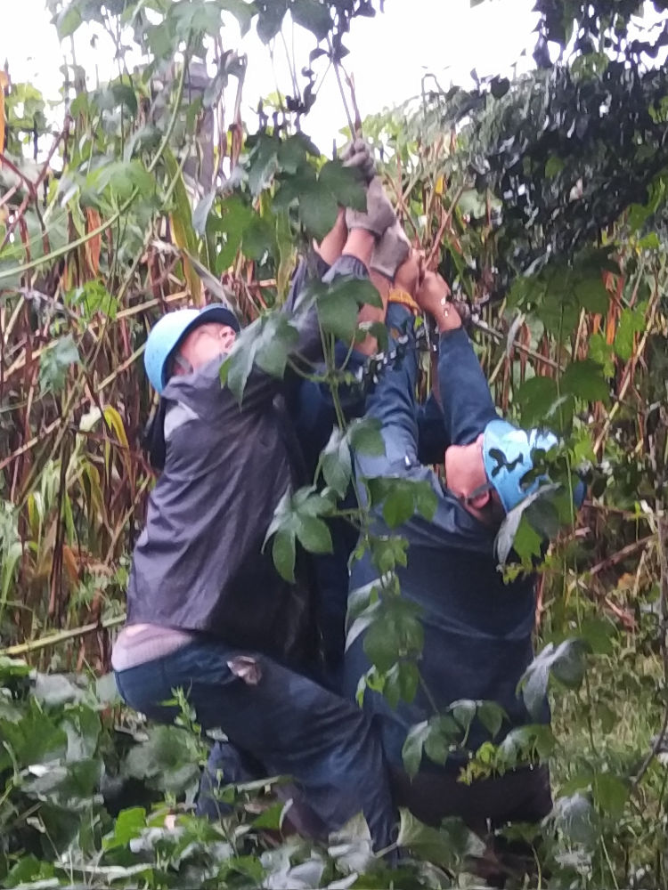 13|13条10千伏线路风雨中受损 即墨供电组建17支应急党员突击队重“织”电网