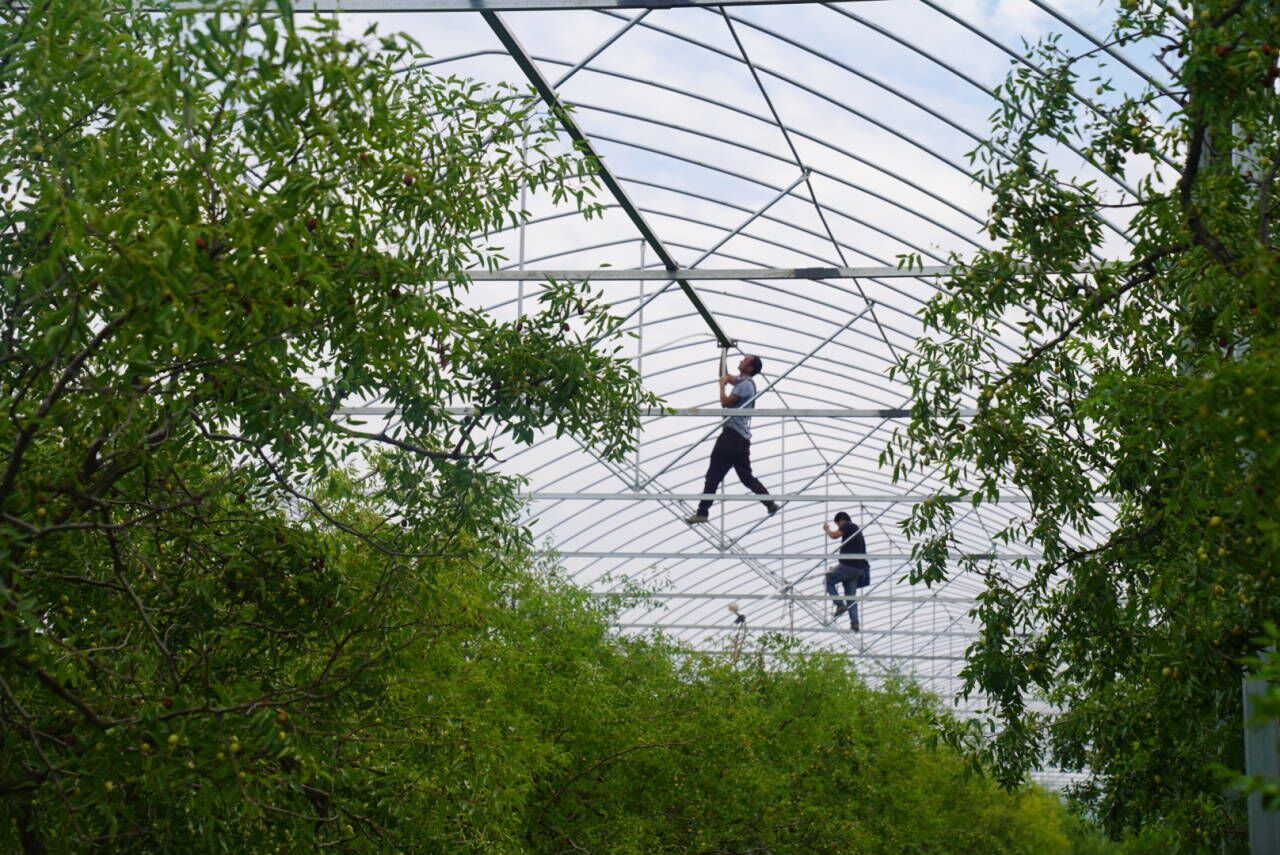 |枣树林中蓄水搭棚 乐陵为红枣产业振兴插上“智慧”翅膀 ?