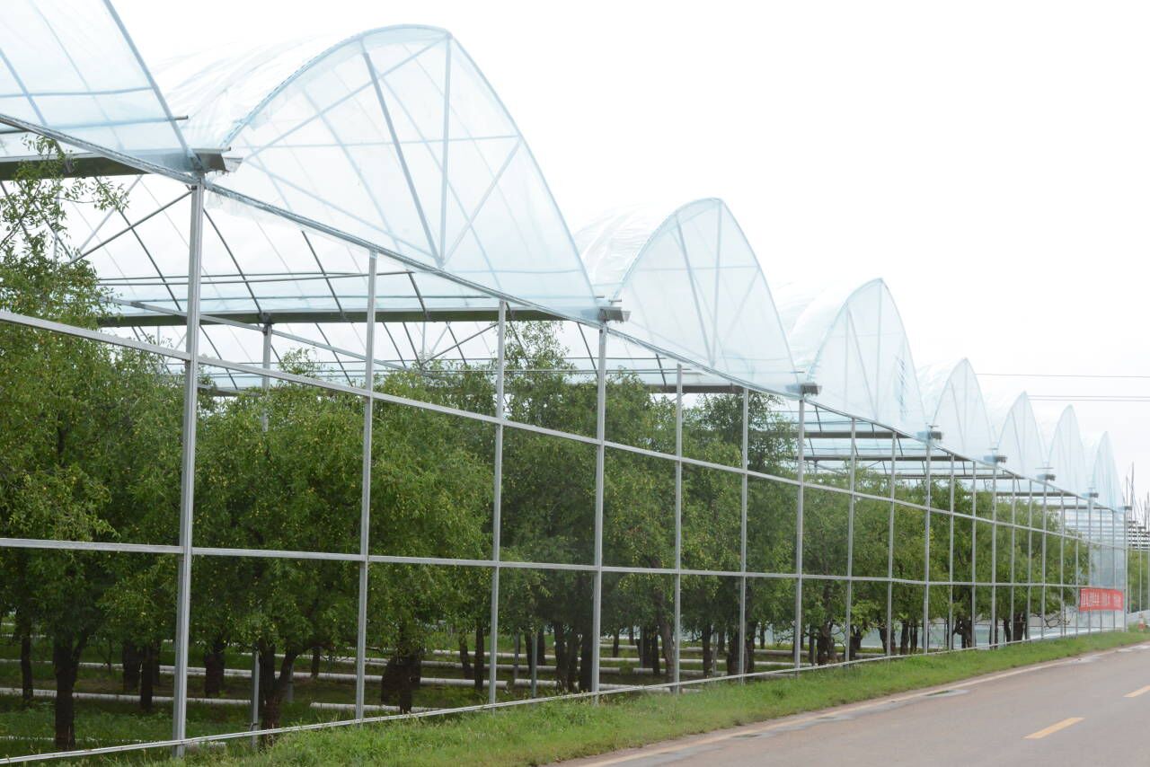 |枣树林中蓄水搭棚 乐陵为红枣产业振兴插上“智慧”翅膀 ?