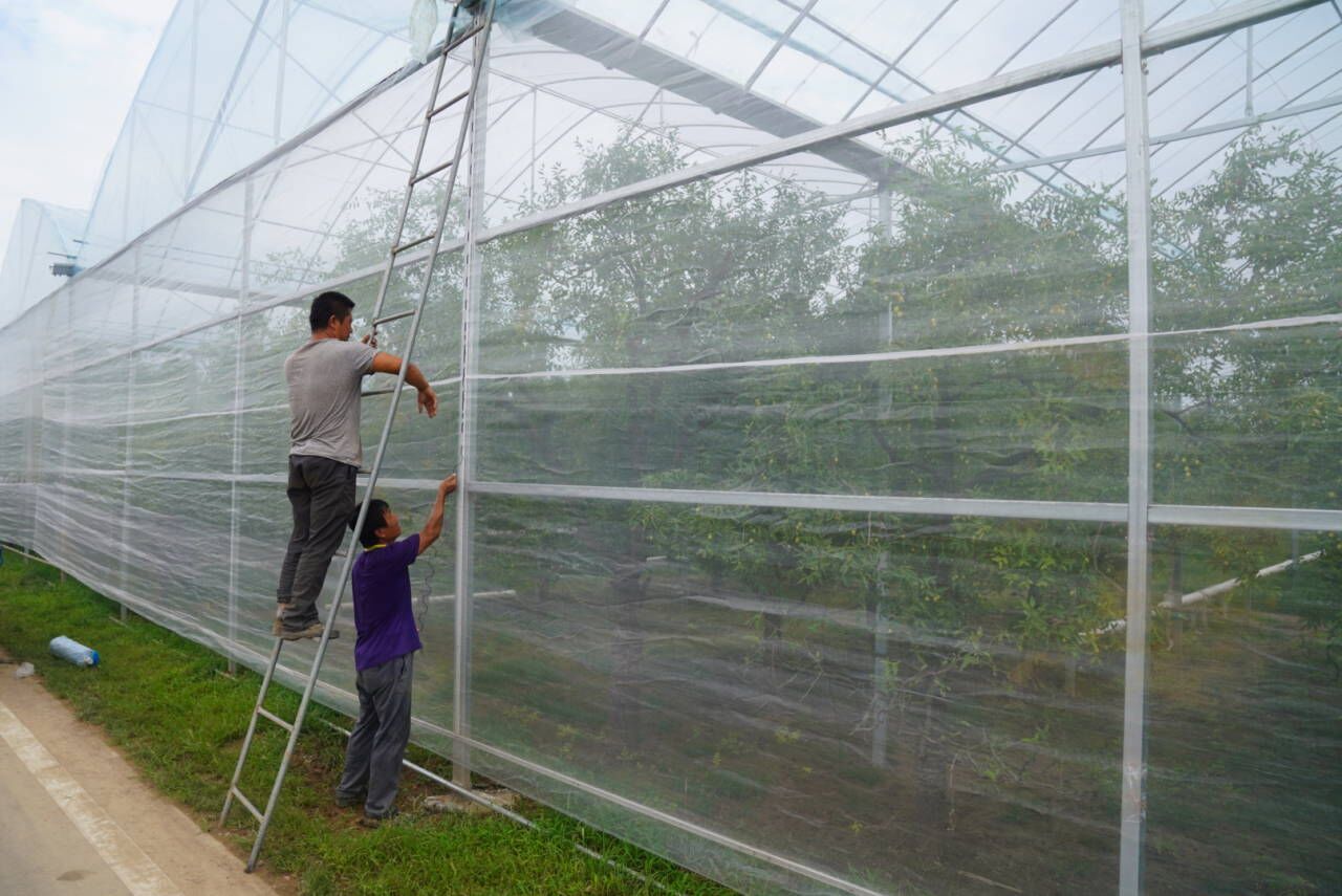 |枣树林中蓄水搭棚 乐陵为红枣产业振兴插上“智慧”翅膀 ?