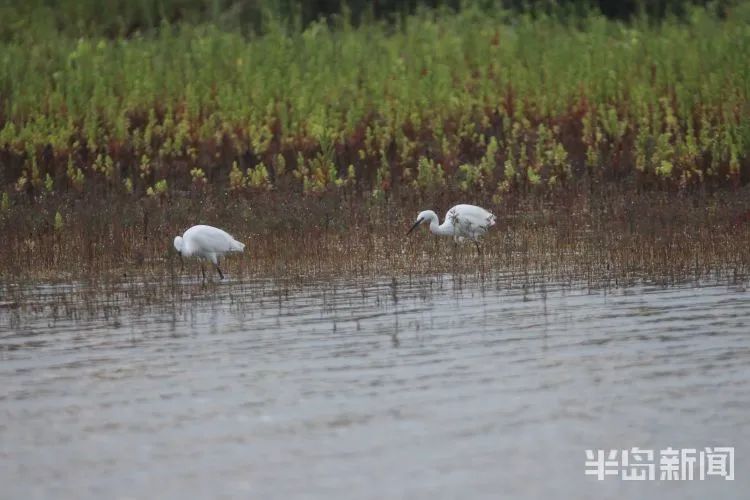 小编|未来3天阵雨捣乱世博园免费能否去转转？小编想的好事还有很多