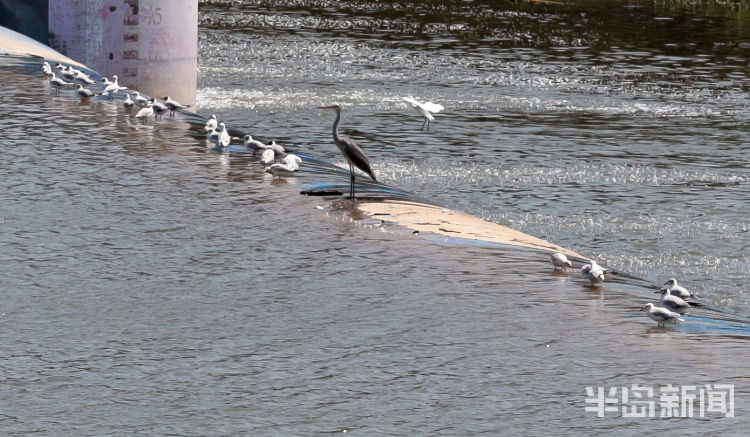 守株|青岛白沙河流亭机场附近一处橡胶坝上 成群水鸟守株待“鱼”