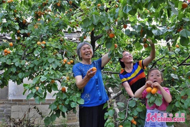 |全域旅游、乡村文化 山东各地大力培育文旅新业态