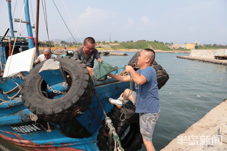 开海|沙子口南姜码头：开海“第一鲜”来了
