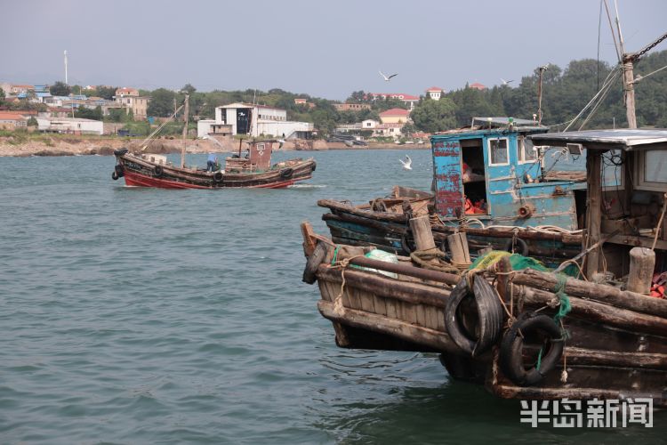 开海|沙子口南姜码头：开海“第一鲜”来了