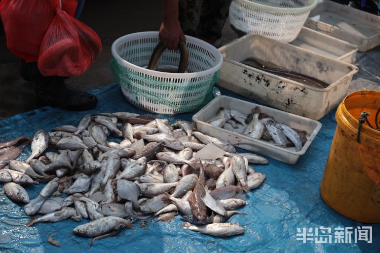 开海|沙子口南姜码头：开海“第一鲜”来了