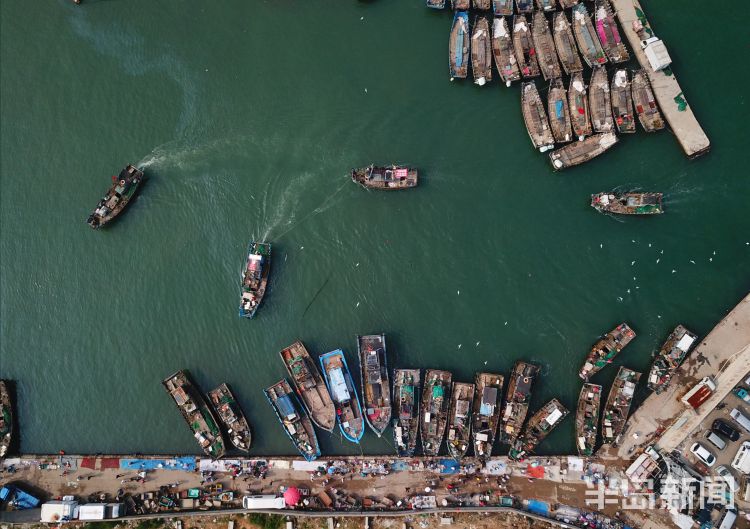 开海|沙子口南姜码头：开海首日 新“鲜”上岸