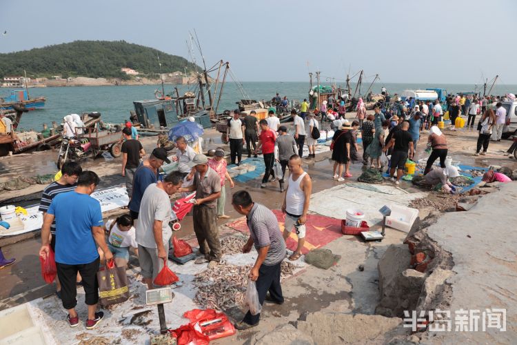 开海|沙子口南姜码头：开海首日 新“鲜”上岸