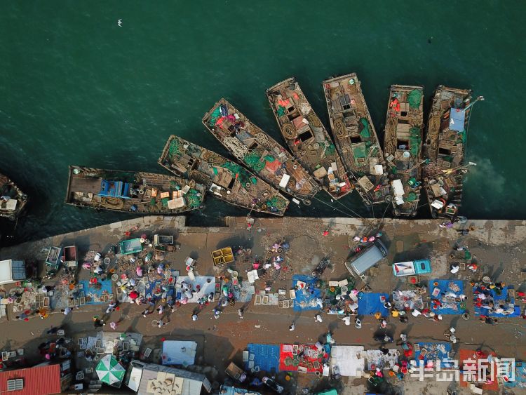 开海|沙子口南姜码头：开海首日 新“鲜”上岸