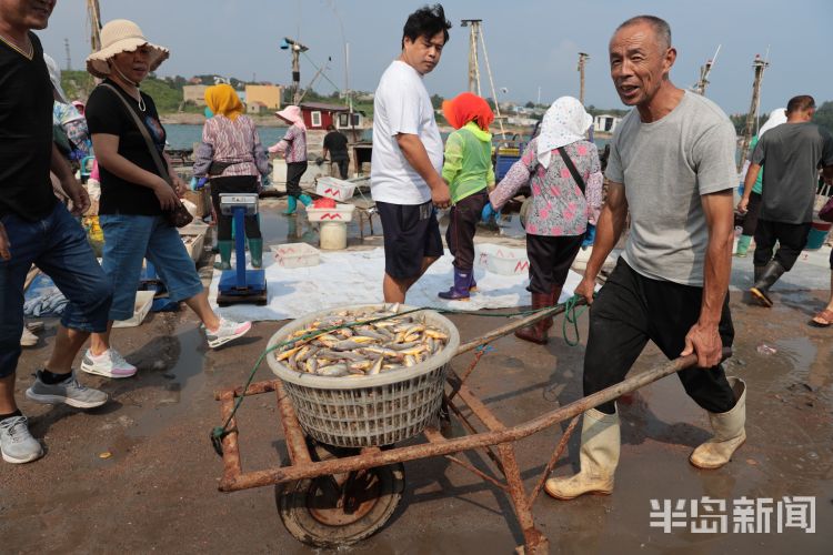 开海|沙子口南姜码头：开海首日 新“鲜”上岸