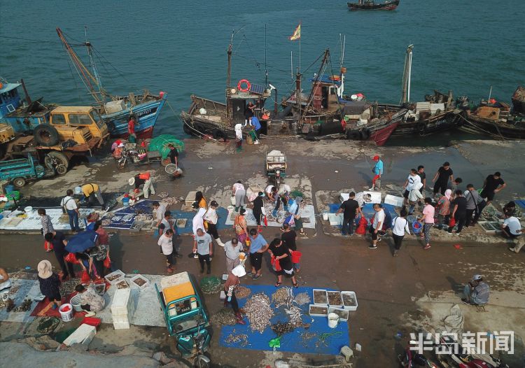 开海|沙子口南姜码头：开海首日 新“鲜”上岸
