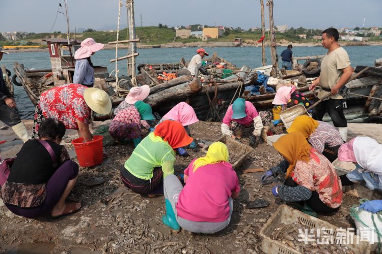 开海|沙子口南姜码头：开海首日 新“鲜”上岸