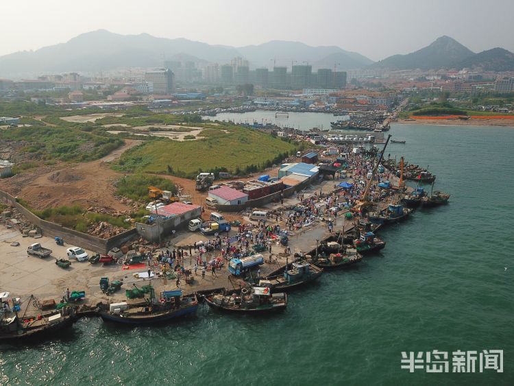 开海|沙子口南姜码头：开海首日 新“鲜”上岸