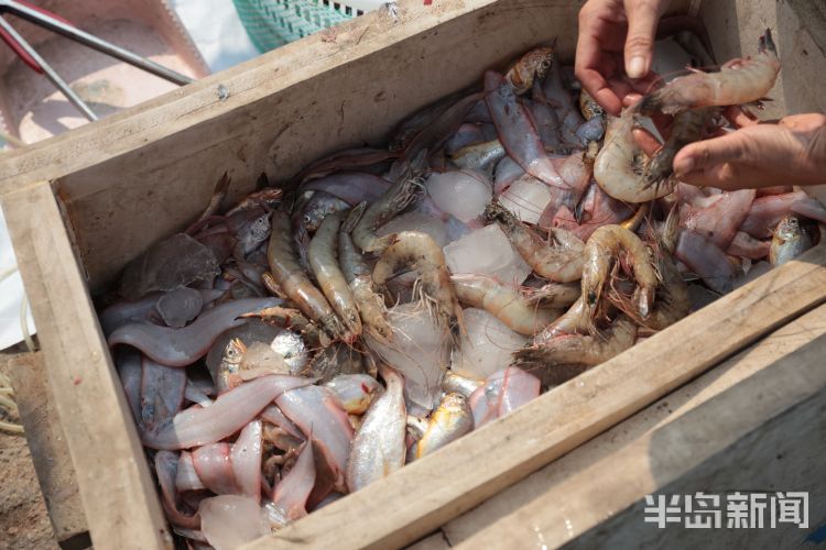 开海|沙子口南姜码头：开海首日 新“鲜”上岸