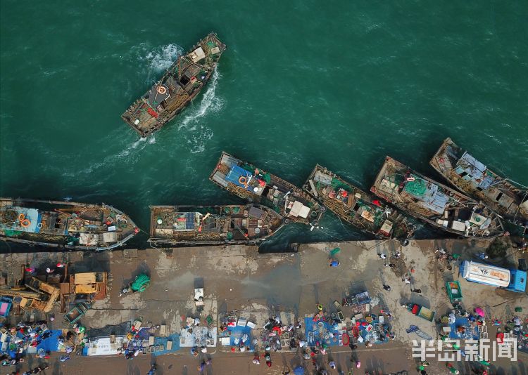 开海|沙子口南姜码头：开海首日 新“鲜”上岸