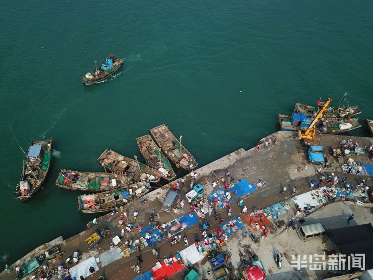 开海|沙子口南姜码头：开海首日 新“鲜”上岸