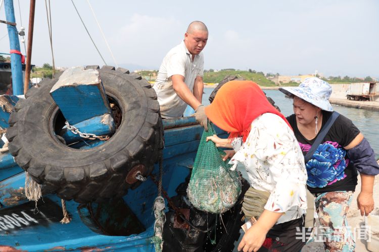 开海|沙子口南姜码头：开海首日 新“鲜”上岸