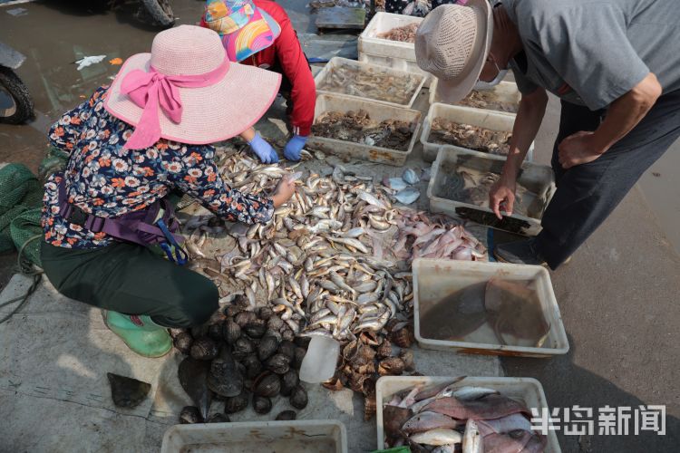 开海|沙子口南姜码头：开海首日 新“鲜”上岸