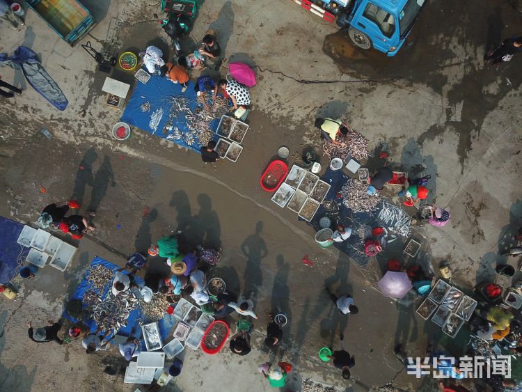 开海|沙子口南姜码头：开海首日 新“鲜”上岸