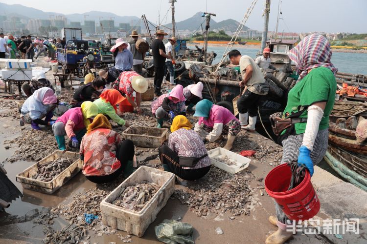 开海|沙子口南姜码头：开海首日 新“鲜”上岸