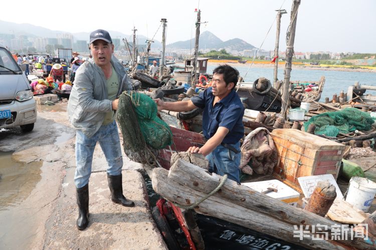 开海|沙子口南姜码头：开海首日 新“鲜”上岸