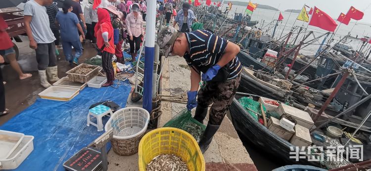 海货|即墨区田横岛：300余艘渔船陆续回岸 吸引大批市民前来挑选