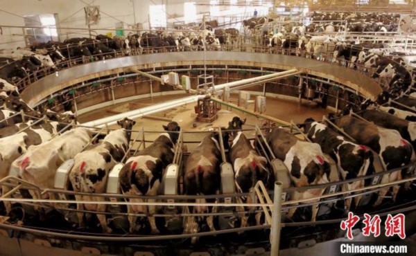 |鲜奶价格战一升只要五块钱 敢放心买吗？