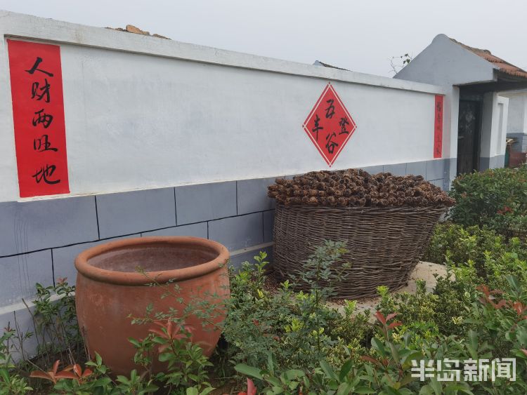 古村落|即墨催诏村：这个墙缝里都塞满历史的“古村落” 要走出“一隅”看世界