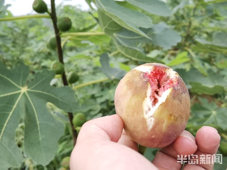 古村落|即墨催诏村：这个墙缝里都塞满历史的“古村落” 要走出“一隅”看世界