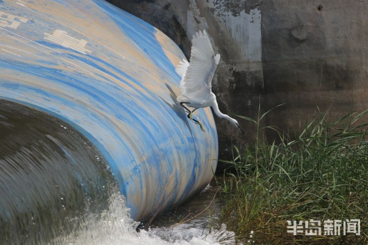 |城阳区白沙河橡胶坝：白鹭在水里捕鱼