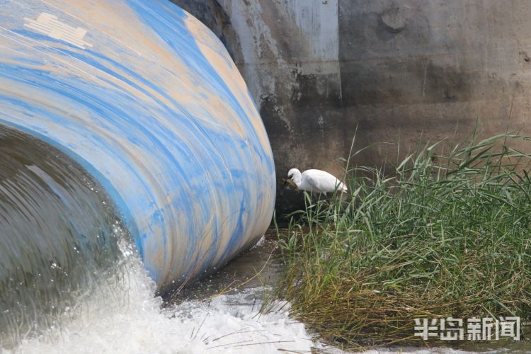 |城阳区白沙河橡胶坝：白鹭在水里捕鱼