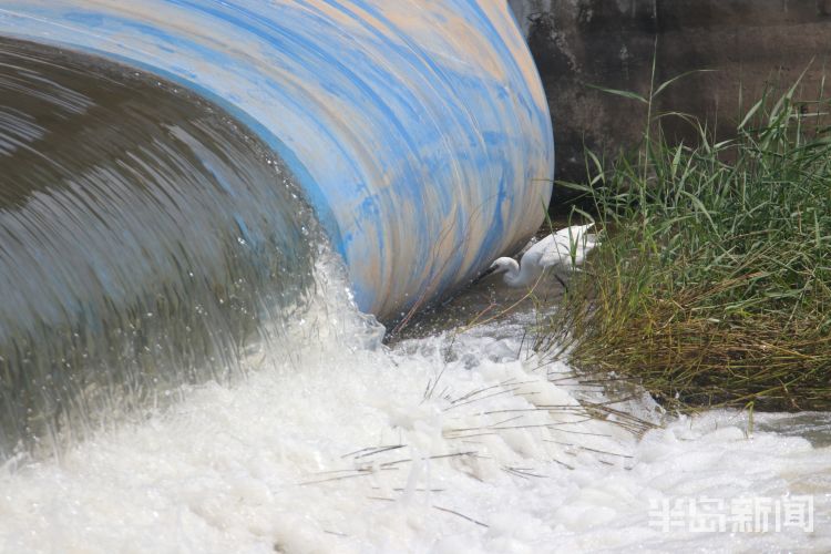 |城阳区白沙河橡胶坝：白鹭在水里捕鱼