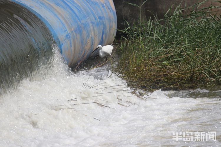 |城阳区白沙河橡胶坝：白鹭在水里捕鱼