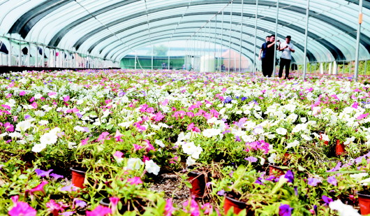 |蹲点日记：莱西生态大河头村名声在外 内外资企业赶来安家