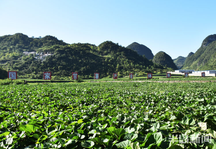 24|24载山海同行 安顺大地镌刻青岛印记